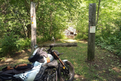 in-the-woods